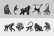 Monkey set. Chimpanzee and gorilla., an Animal Illustration by Arthur Balitskiy (Thumbnail 4 of 5)