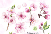 Cherry blossom watercolor clipart, an Illustration by OlDm_Shop (Thumbnail 2 of 6)