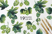 Watercolor hop and malt, a Decorative Illustration by Ekaterina Glazkova (Thumbnail 2 of 6)