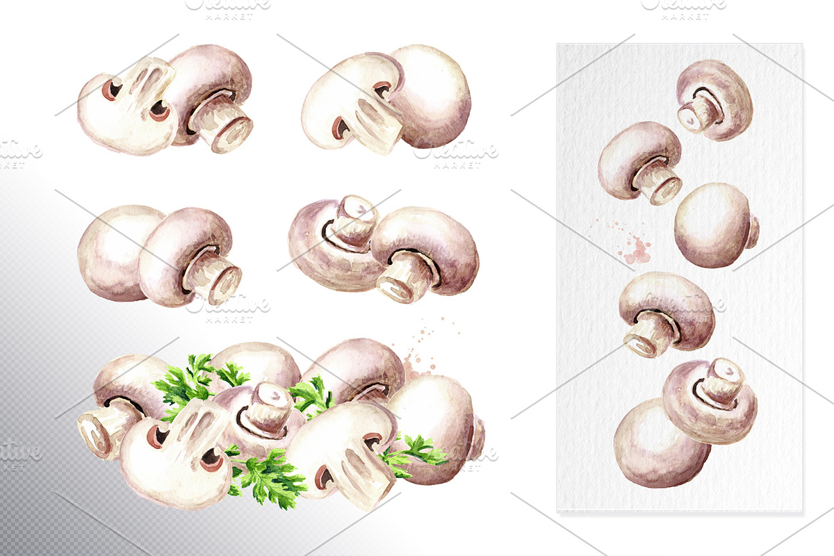 Mushrooms. Watercolor collection, a Food Illustration by Daria Ustiugova (Photo 2 of 7)