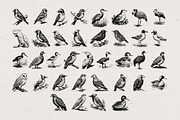 260 Birds Illustrations, an Animal Illustration by Nocturnal Wolf (Thumbnail 12 of 13)