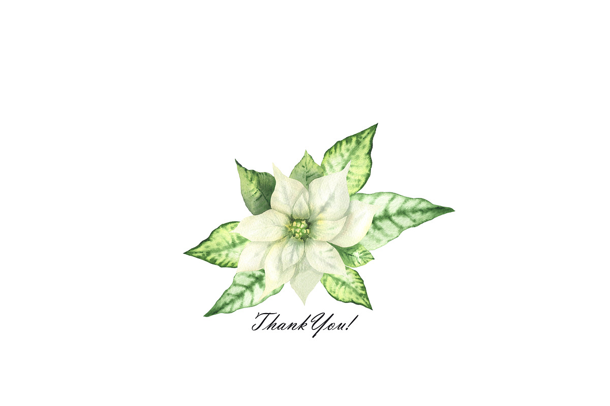 Watercolor white Poinsettia clipart, an Illustration by OlDm_Shop (Photo 11 of 11)