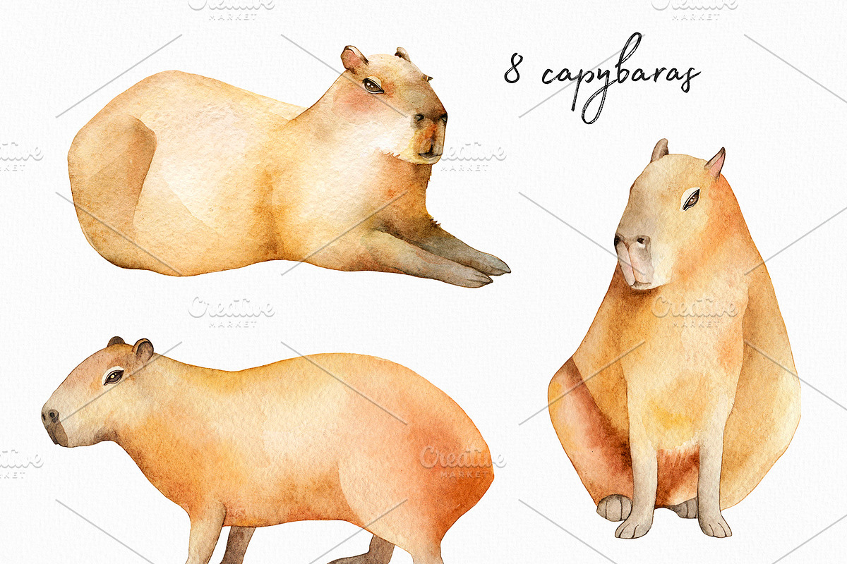 Capybaras Watercolor set, an Animal Illustration by Green_leaf_17 (Photo 2 of 5)