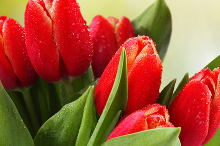 Red flowers stock photograph, a Nature Photo by PhotodesignRad