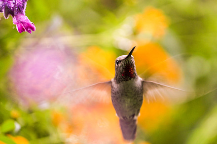 Humming bird stock photo containing hummingbird and bird
