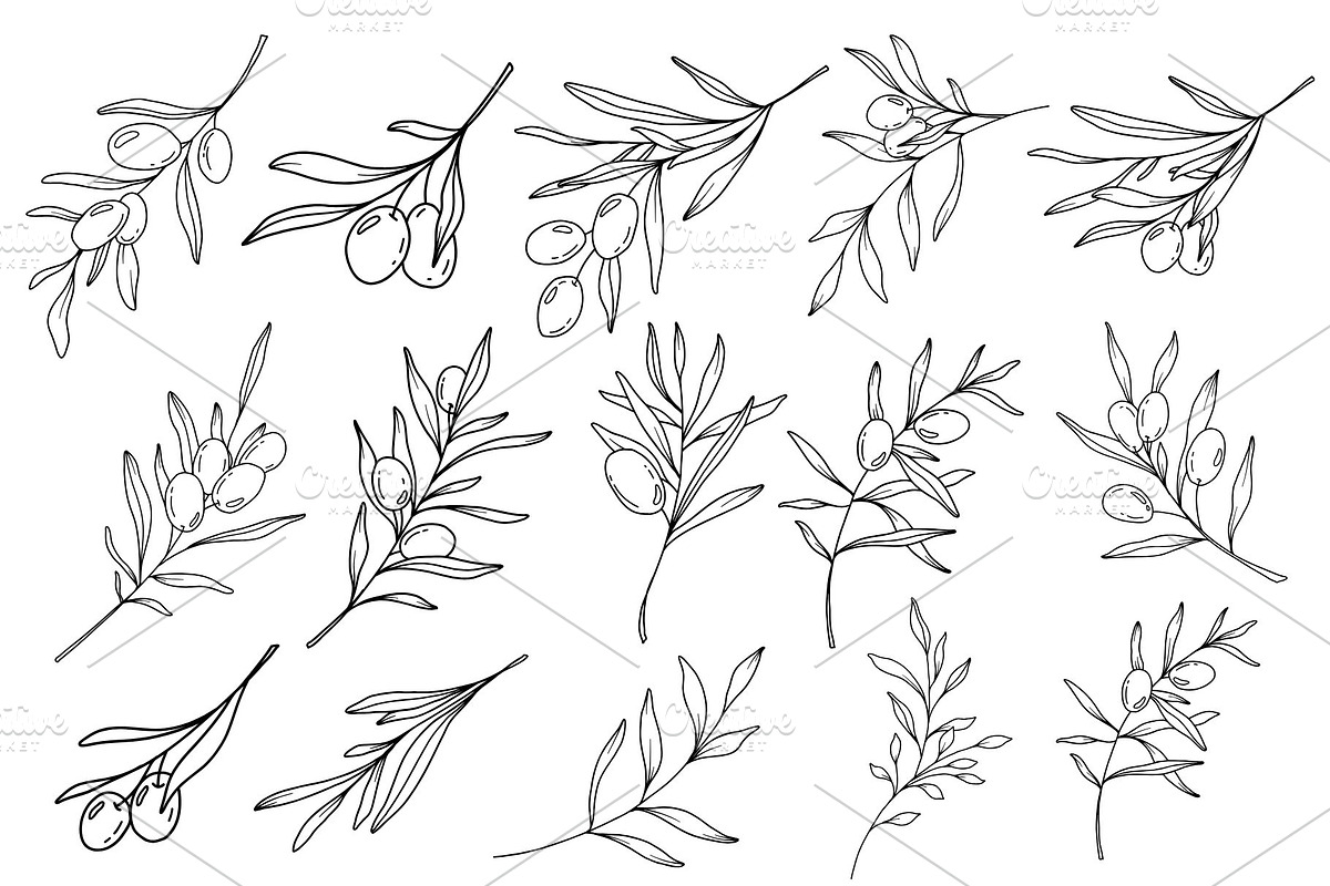 Olive Branch Line Art Clipart SVGs, a Decorative Illustration by Stellalunarts (Photo 3 of 12)