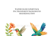 26 Hummingbird Clipart, an Animal Illustration by Pati Charm Studio (Thumbnail 4 of 8)
