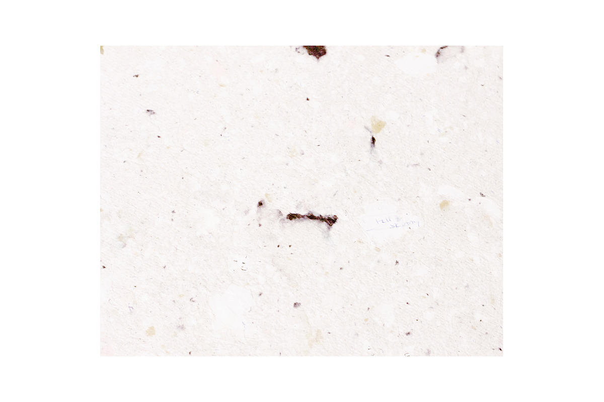 Speckled Paper Texture, a Texture Graphic by Desiree Lange (Photo 4 of 4)