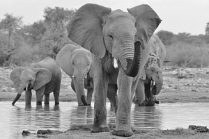 Elephant - Icon of the Wilds