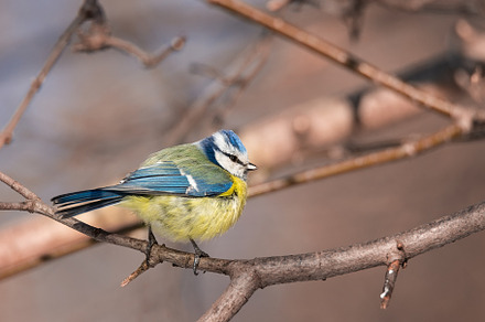 A blue tit (Cyanistes caeruleus) per, an Animal Photo by AlexBush