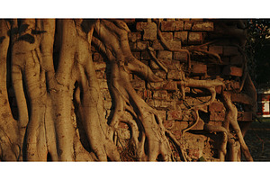 Dramatic close-up of thick tree, an Architecture Photo by Our Amazing World
