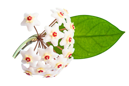White flowers Hoya Carnosa