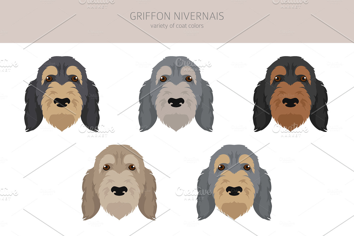 Griffon Nivernais dog clip art, a Background Graphic by pet design shop (Photo 5 of 6)