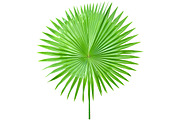 Palm Leaves Isolated, an Object Graphic by pixelworkz (Thumbnail 7 of 7)