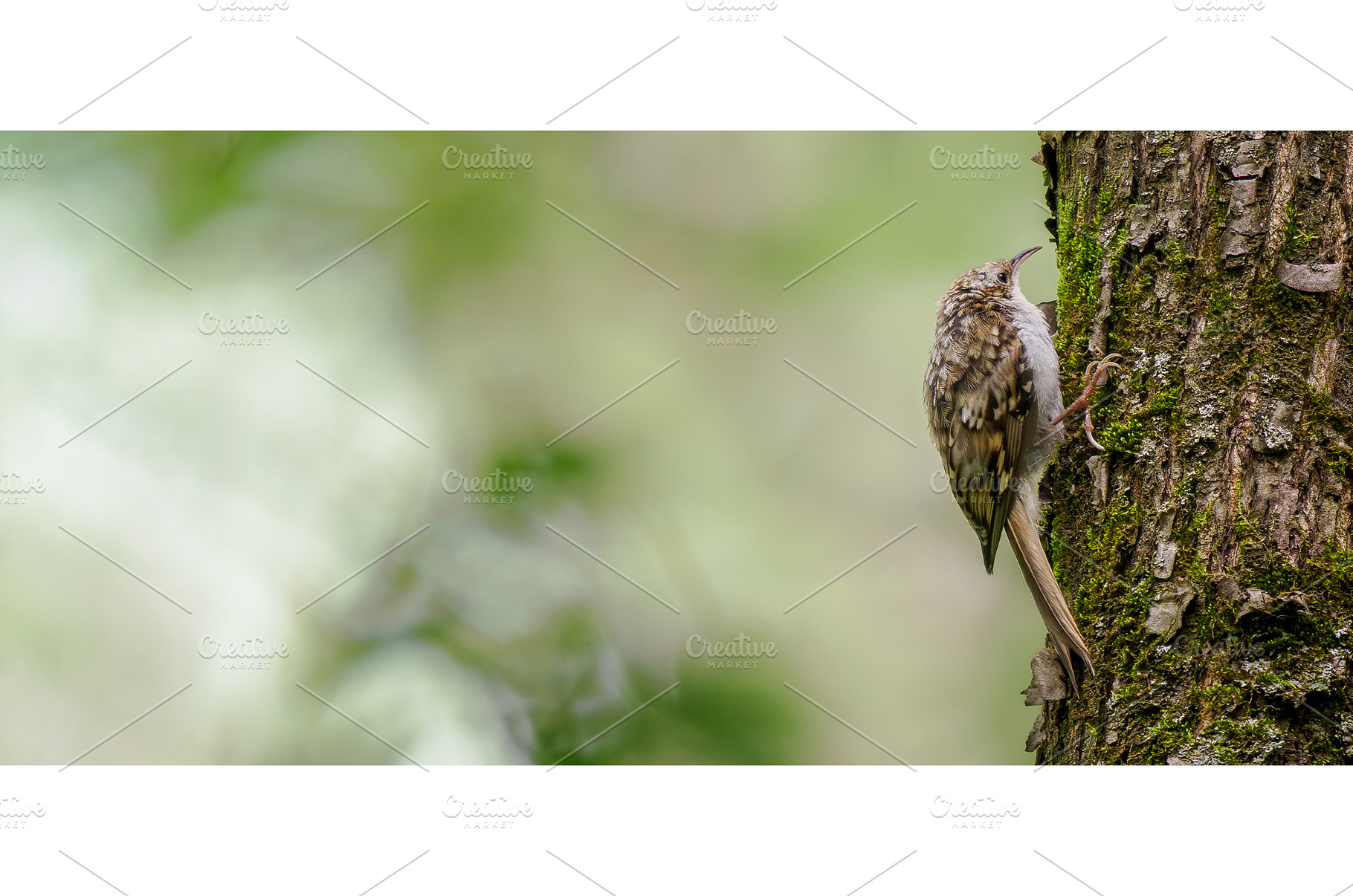 Eurasian treecreeper or Certhia, an Animal Photo by Fascinadora