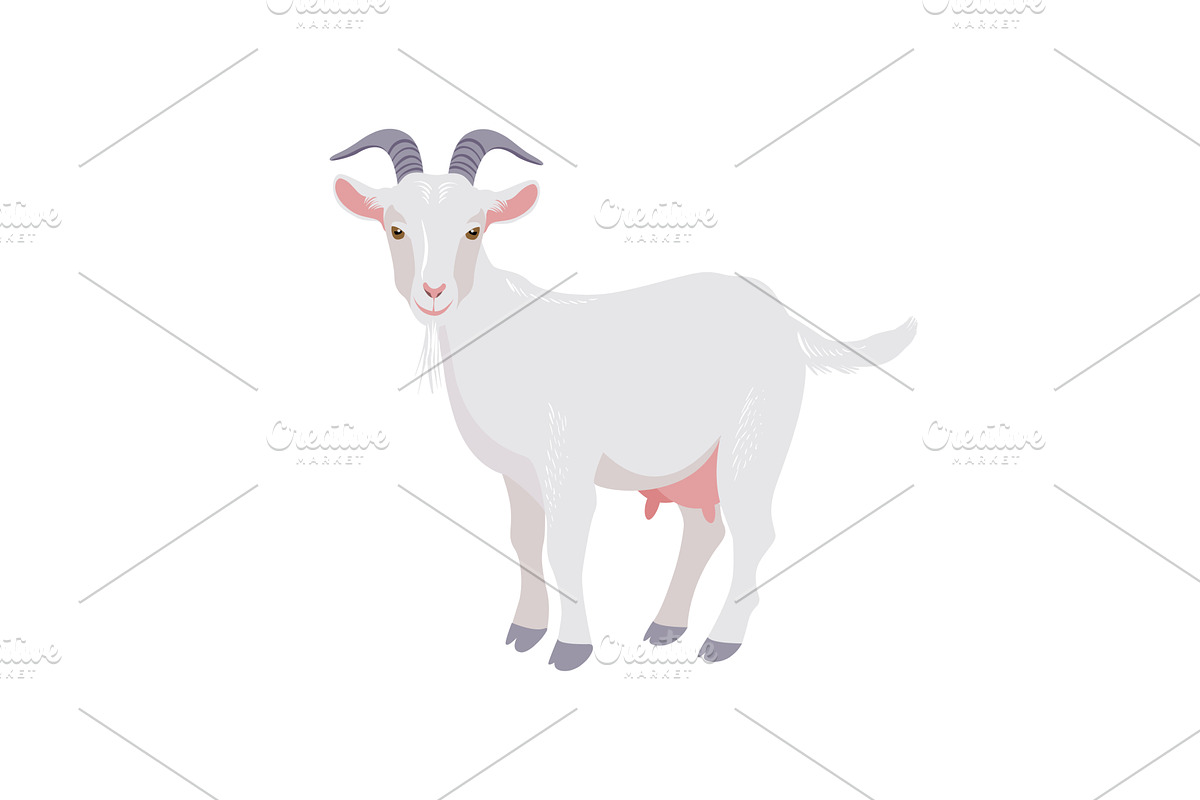 Goat isolated on white. Domestic, an Animal Illustration by Shanvood art