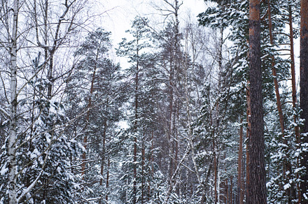 Winter snowy forest, a Nature Photo by Olena Rudo