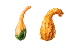 Hand-drawn Gourds Isolated On White