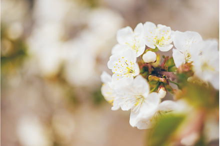 Flowering tree branches in spring, a Nature Photo by yanadjana