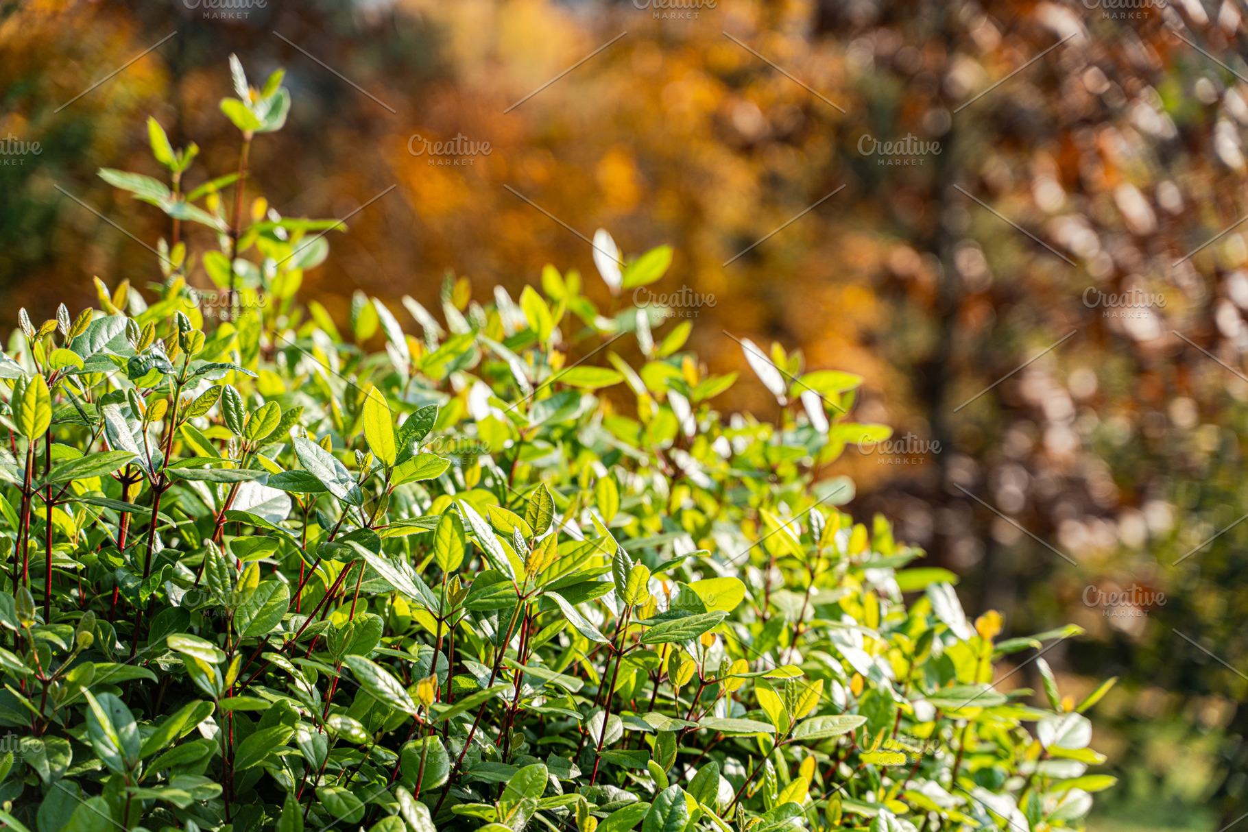 Autumnal park landscape with yellow leaves, a Nature Photo by Anna Bogush