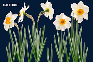 Daffodil Realistic ClipArt Specimens