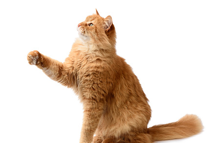 Cute adult fluffy red cat sitting an, an Animal Photo by ndanko