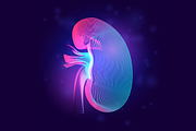 Vector set of human inner organs, a Healthcare Illustration by Rodionoff (Thumbnail 5 of 7)