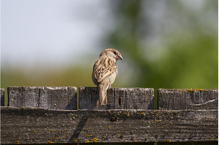 sparrow sitting on a wooden fence, an Animal Photo by Pakosta