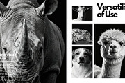 40 Animal Portraits – B&W Collection, an Animal Photo by Virgo Studio (Thumbnail 5 of 6)