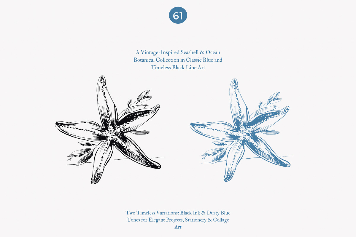 seashell clipart ocean sketch set, a Decorative Illustration by Patishop Art (Photo 2 of 9)