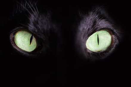 Black oriental cat green eyes