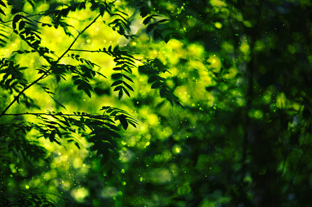 green rowan leaf on light blured bg