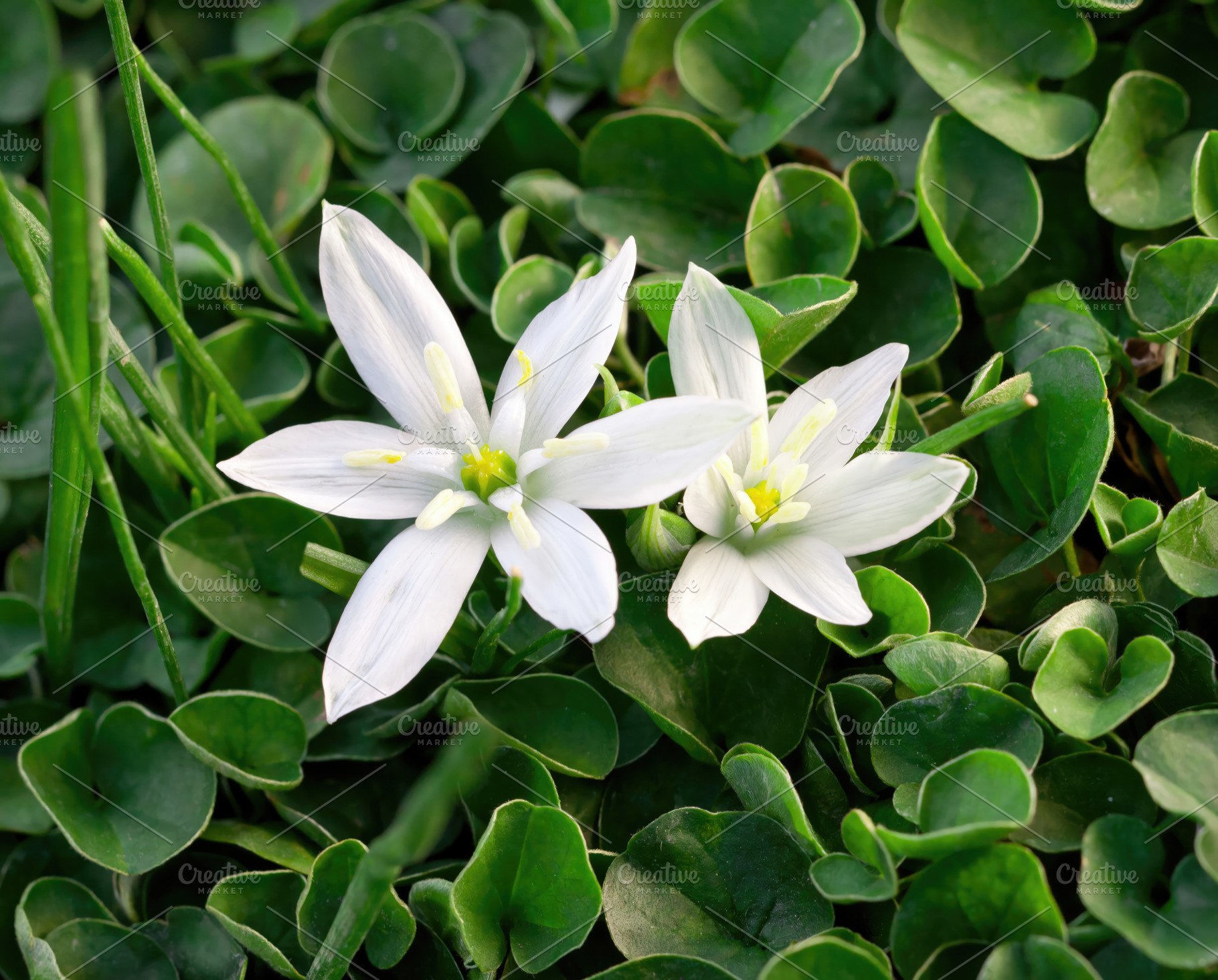 Two delicate white star-shaped flowers blooming in a dichondra lawn, an Abstract Photo by Antonio Gravante Market