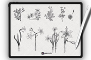 Procreate Floral Brushset Botanice, a Brush Add-On by Procreate Market (Thumbnail 3 of 7)