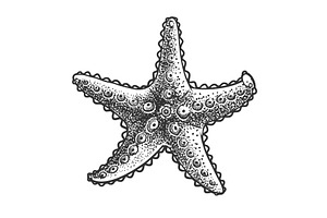 starfish sketch vector illustration, an Animal Illustration by AlexArt