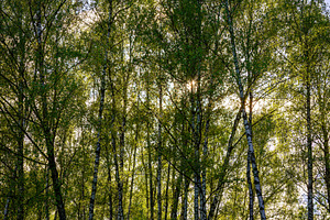 Sunlight filtering through the tall birch trees in a lush green, a Nature Photo by Eugene_Photo