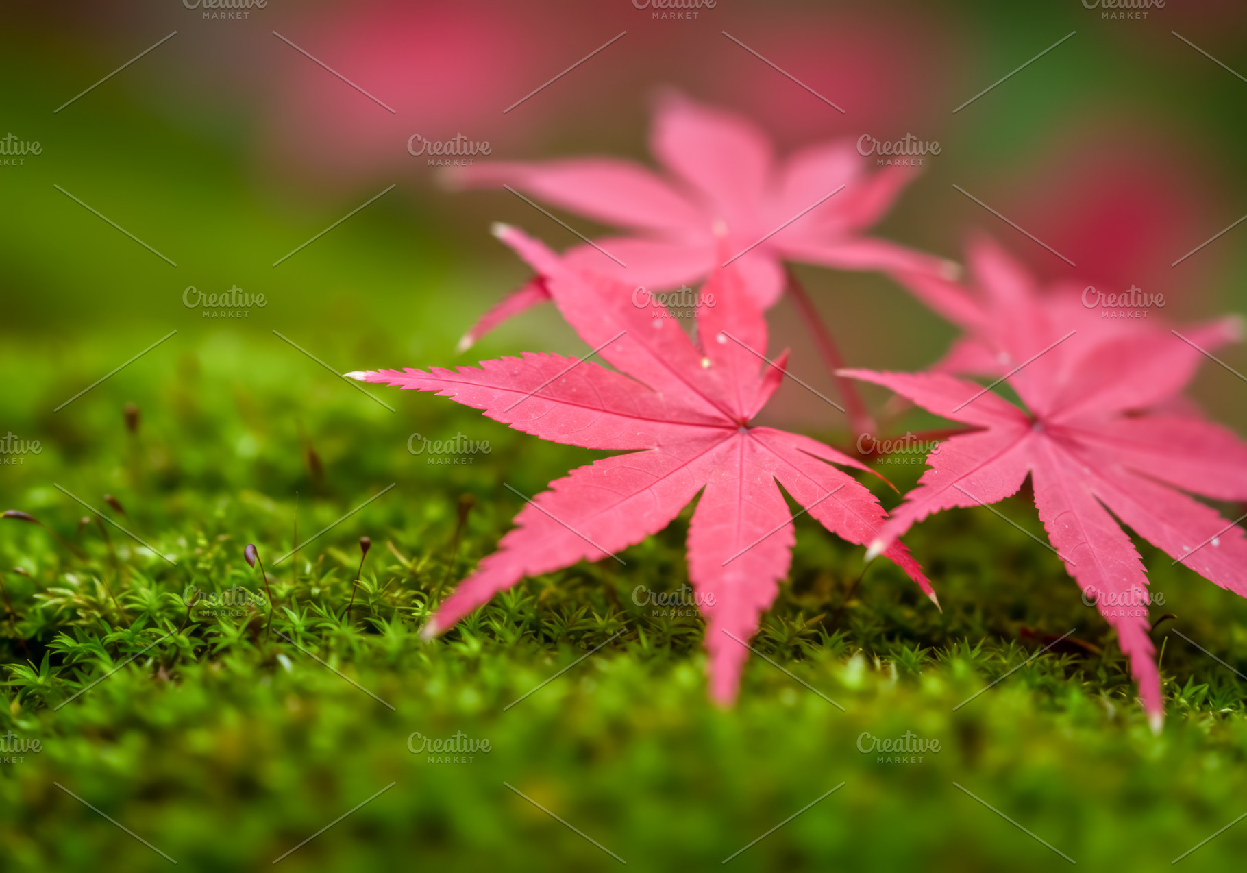Pink maple leaves resting on fresh g, a Nature Photo by professorinc