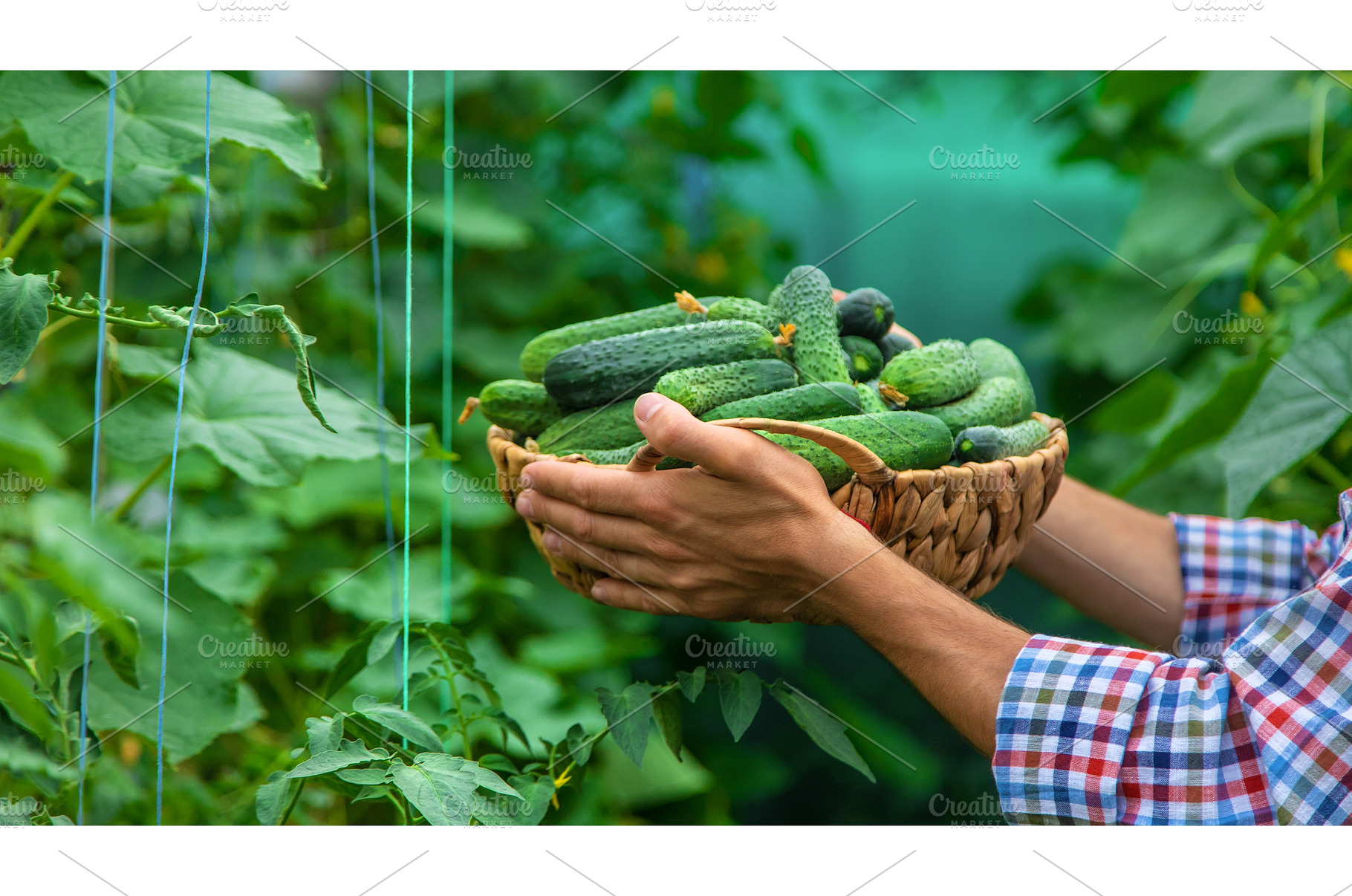 A man holds a harvest of cucumbers, a Food & Drink Photo by yanadjana