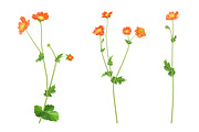 Vector object brushes. Geum., a Brush Add-On by Peolla (Thumbnail 6 of 14)