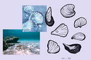 Seashells Hand drawn vector elements, a Seasonal Illustration by Lena Nikolaeva (Thumbnail 12 of 14)