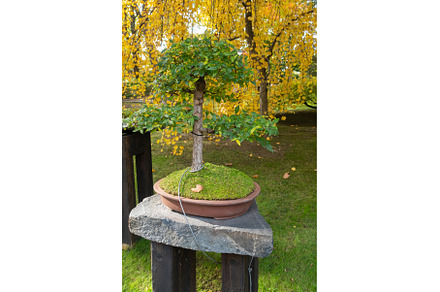 Beautiful Bonsai Tree in Autumn, a Nature Photo by Lermont51