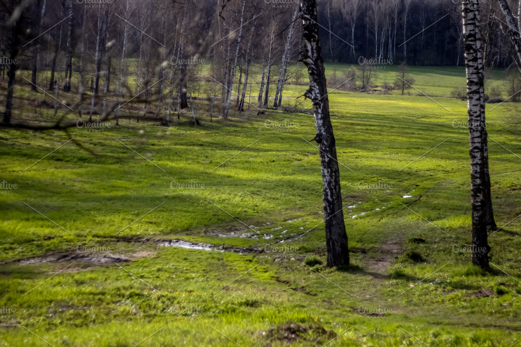 Grass turns green in the forest., a Nature Photo by Schreibikus