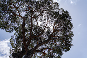 Italian pine trees on the blue sky background