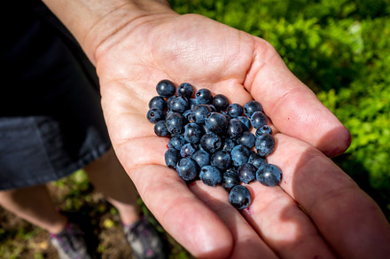 European Blueberry - bilberry - in a hand, a Nature Photo by GoodGoods