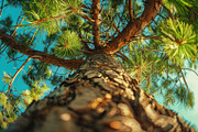 98 Trees view from below, a Nature Photo by Handmadefont (Thumbnail 75 of 98)