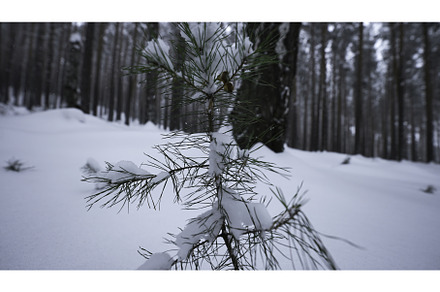 Small growing fir tree in winter, a Nature Photo by Media Whale Stock