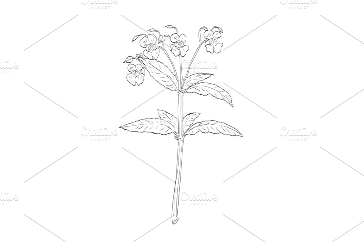Himalayan Balsam Wild Plant Drawing, a Decorative Illustration by patrimonio (Photo 1 of 3)