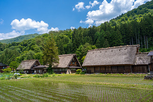 Traditional houses and rice fields in Shirakawa-go, rural Japan, an Architecture Photo by GoodGoods