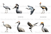 Crane Clipart, Crowned Crane, Birds, an Animal Illustration by BrushstrokeArtGB (Thumbnail 4 of 9)