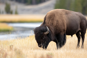 Majestic bison grazing in a peaceful, an Animal Photo by MistyDay